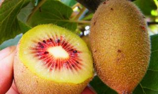 猕猴桃树苗 猕猴桃树苗