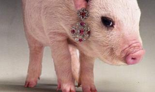 微信左哼哼没了 微信左哼哼没了