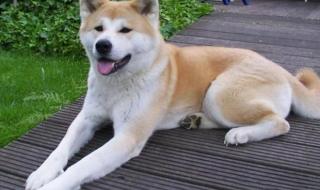 世界上最贵的狗 世界上最贵的狗