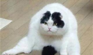 男人旺运的头像照片