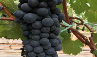 甜蜜蓝宝石葡萄苗