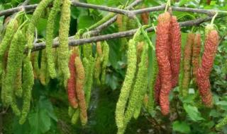 四季优美随便果 四季优美随便果