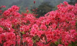 我愿是满山的杜鹃 我愿是满山的杜鹃