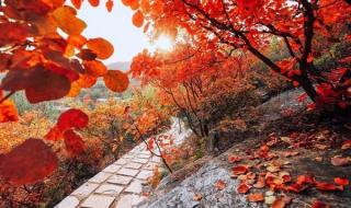 远山的红叶主题曲