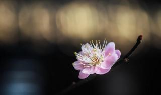 梵语巴利语 梵语巴利语