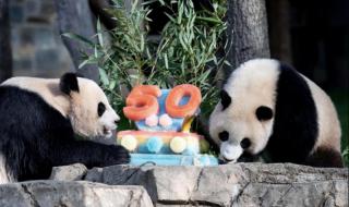 旅美熊猫丫丫要回来了 旅美熊猫丫丫要回来了