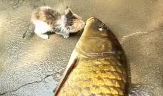 心有余悸而力不足 心有余悸而力不足