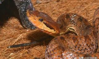 五步蛇毒液 五步蛇毒液