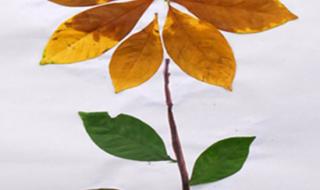 漂亮又简单的树叶贴画 漂亮又简单的树叶贴画