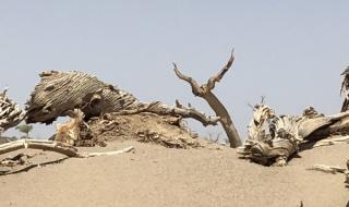 大漠叔叔的真实身份 大漠叔叔的真实身份